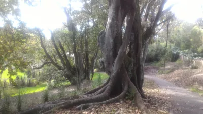 Prechádzka v západnom parku Auckland v Ponsonby : Podivné stromy v parku
