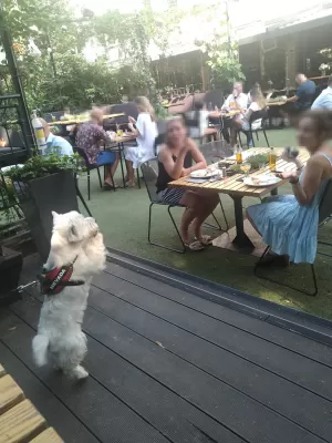 The Unexpected Dog Guardian: A Story of Love Through Flames : Westie dog helping me picking up ladies during a date lunch