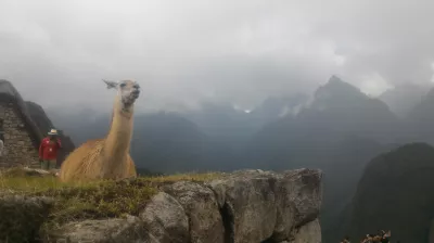 Paano Makarating Sa Machu Picchu Mula Sa Cusco : Lama sa tuktok ng Machu Picchu