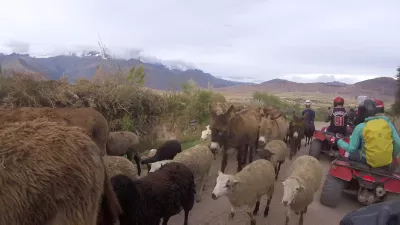 Should You Go For An ATV Tour Cusco Quading In 1 Day? Yes! : Passing a sheep herd