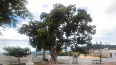 A 2 hours walk in Casco Viejo, Panama city : Beautiful tree on Plaza Francia