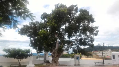 2 Stunden zu Fuß in Casco Viejo, Panama City : Schöner Baum auf Piazza Francia