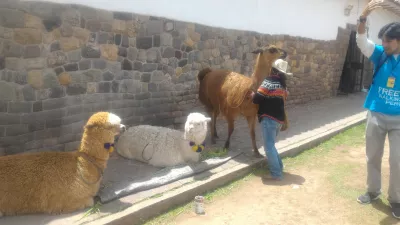 How Is The Free Walking Tour In Cusco? : Alpacas and lama