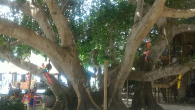 Isla Del Encanto, Cartagena: 1 day trip made easy : Beautiful tree on Baru island