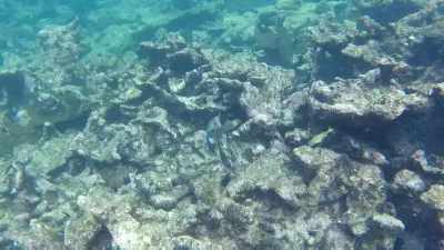 Isla Del Encanto, Cartagena: 1 day trip made easy : Fishes underwater between the corals