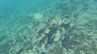 Isla Del Encanto, Cartagena: 1 day trip made easy : Beautiful underwater fishes