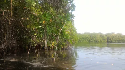 Isla Del Encanto, Cartagena: 1 day trip made easy : Mangrove in Isla Baru