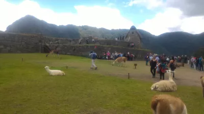 Jaký Je Jednodenní Výlet Do Machu Picchu, Peru? : Lamas na vrcholu Machu Picchu