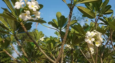 Thailand Urlaub Teil fünf: Ankunft in Koh Mook Resort auf den Trang Inseln : Koh Mook Natur in meinem Badeort