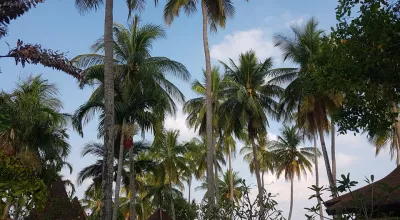 Thailand holidays part five : arrival in Koh Mook resort on Trang islands : Palms on the beach