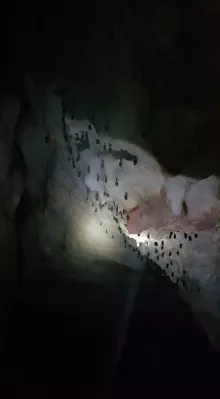 Thailand holiday : part four, Khao Sok and Trang : Bats on the ceiling in the cave