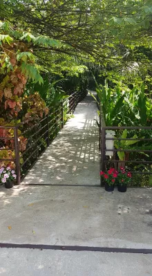 Thailand holiday : part four, Khao Sok and Trang : Path in the vegetation