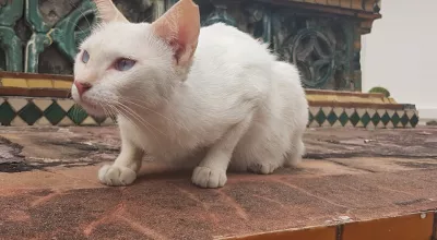 Thailand ferie: 3. dag, Bangkok sentrum : Katt på Wat Pho tempel