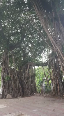 Taylandiya holiday: ika-3 araw, Bangkok center : Napakalaking puno sa harapan ng parke 