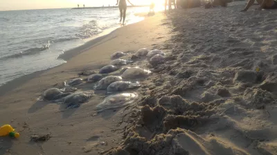 Zaliznyy port iron port holidays : jellyfish in the iron port washed ashore under sunset