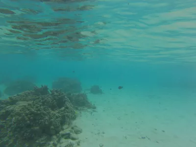 Pantai snorkeling terbaik di surga laguna Tahiti : Tempat terbaik untuk snorkeling