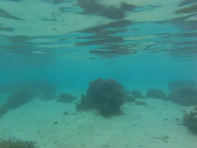 The best snorkeling beach in Tahiti lagoon paradise : In the best snorkeling beach Tahiti