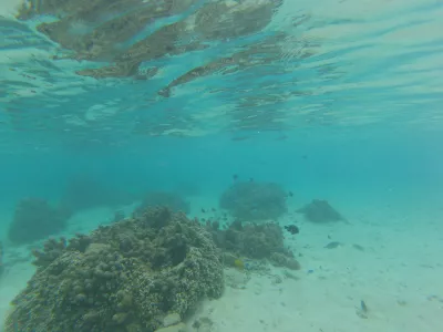 Den bästa snorklingstranden i Tahiti lagunparadis : På en av de bästa snorkelstränderna i världen