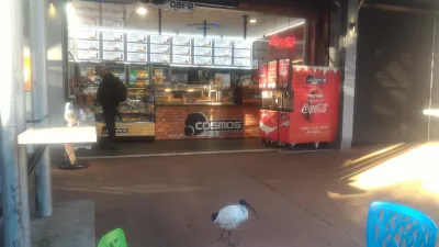 Unikalne i tanie rzeczy do zrobienia w Brisbane, aby nigdy się nie nudzić w Brisbane! : Ibis ptak wędruje obok tanich fast foodów