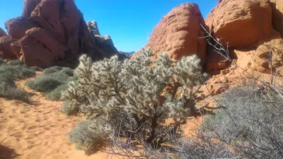 A day tour at valley of fire state park in נבאדה : קקטוס בין כמה סלעים