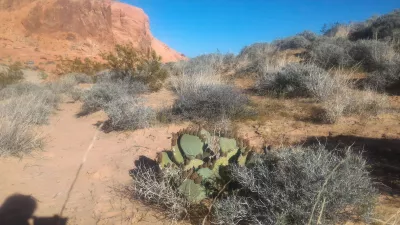 A day tour at valley of fire state park in Nevada : Cactus in the park