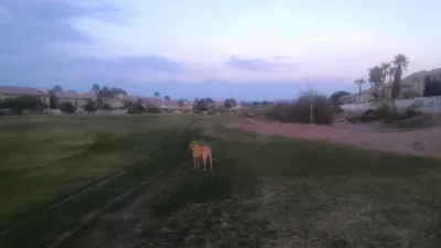 Hari pertama di Vegas mengunjungi seorang teman: the Strip at night, memasak tarte flambée : Membawa anjing keluar sekali sehari di trek golf