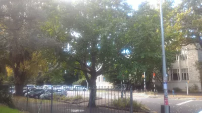 Joining the only free walking tour Auckland : Smelly tree