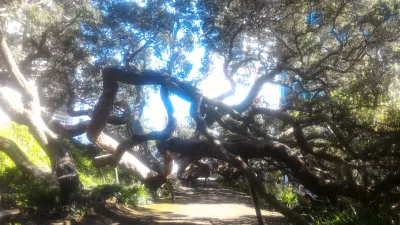 Joining the only free walking tour Auckland : Beautiful tree near the University