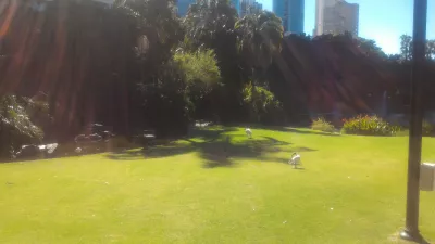 How is the free walking tour Brisbane? : Ibis birds walking around City Botanic gardens