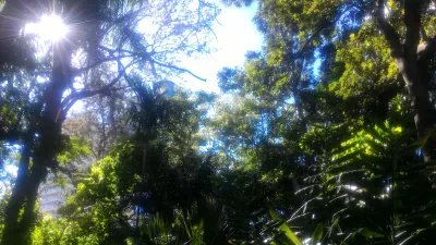 How is the free walking tour Brisbane? : Largest bats in the world hiding in the trees