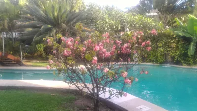 How is the longest swimming pool in Polynesia? : Tree in flower, water fountain and swimming pool