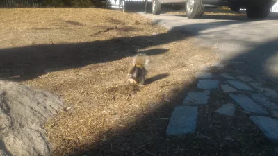 New York Central park libreng paglalakad paglalakad : Wild ardilya na umaabot sa nakatagong acorn