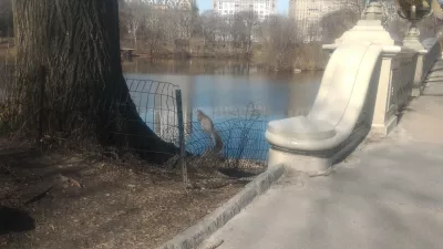 Freier Rundgang durch den New York Central Park : Eichhörnchen im Park