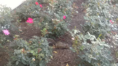 How is a one day visit at Disney's Magic Kingdom? : Squirrel in the park