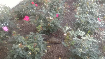 Wie ist ein eintägiger Besuch bei Disney's Magic Kingdom? : Eichhörnchen im Park