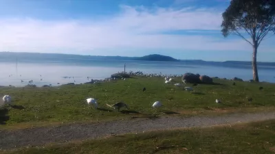 A walk on the Rotorua lake walkway : Birds near the walkway