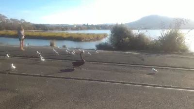 A walk on the Rotorua lake walkway : Majestic black swan in Hatupatu Dr Car Park and Scenic Point