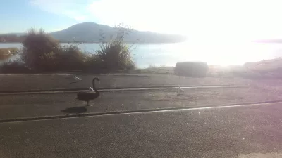 Une promenade sur la passerelle du lac Rotorua : Cygne noir marchant sur le terrain dans le parking Hatupatu Dr et Scenic Point