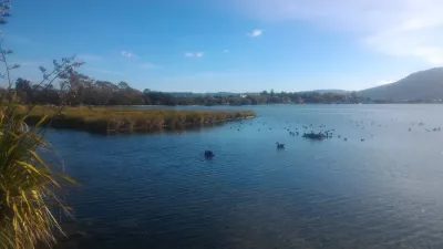 A walk on the Rotorua lake walkway : Many black swans in the lake near Hatupatu Dr Car Park and Scenic Point