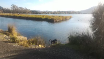 Une promenade sur la passerelle du lac Rotorua : Cygne noir se rapprochant du rivage dans le parking Hatupatu Dr et Scenic Point