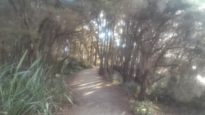 A walk on the Rotorua lake walkway : Going between the trees