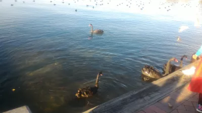 A walk on the Rotorua lake walkway : Tourists feeding black swans to take pictures