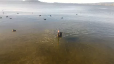 Une promenade sur la passerelle du lac Rotorua : Cygne noir nageant vers nous