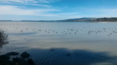 A walk on the Rotorua lake walkway : Lot of birds on the lake