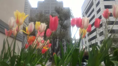 How is the San Francisco secrets, scandals and scoundrels free walking tour? : Tulips on secret hidden terrace