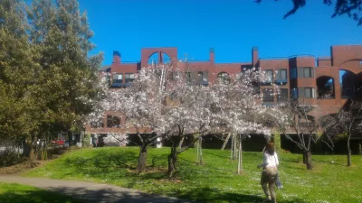 샌프란시스코 최고의 도보 여행! : Flowering trees in 시드니 G. 월튼 광장