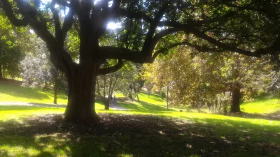 Šetnja u Western Park Auckland u Ponsonbyju : Senke ispod drveta