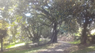 En tur i Western Park Auckland i Ponsonby : Smukt træ i parken