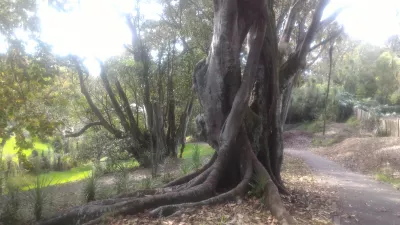 A walk in Western Park Auckland in Ponsonby : Strange trees in the park