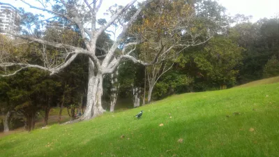 Een wandeling in Western Park Auckland in Ponsonby : Wilde vogel in het park